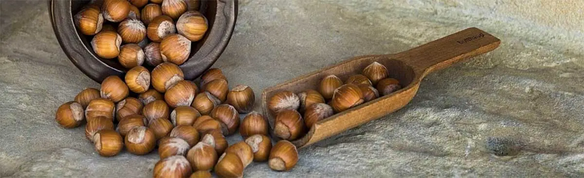 Leckere geröstete Haselnüsse