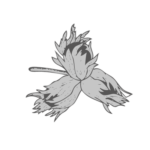 Haselnuss-Logo